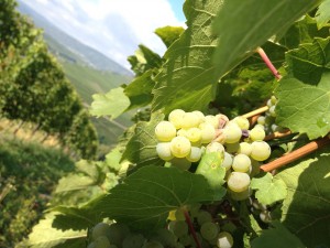 Modne Riesling druer på en stejl Mosel skrænt