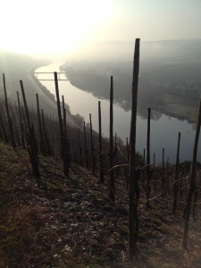 Morgendis over Mosel, set fra Erdener Treppchen