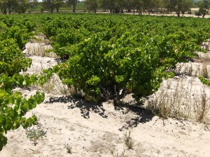 massena_vineyards_old_vines