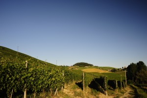 Ravera_vineyard_in_Novello