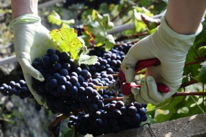 la_bioca_harvest_2014