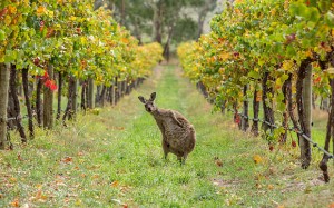 kangaroo-vineyard