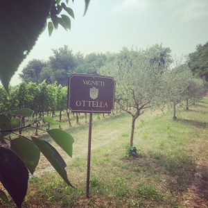 ottella_vineyards