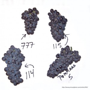 pinot_noir_clones