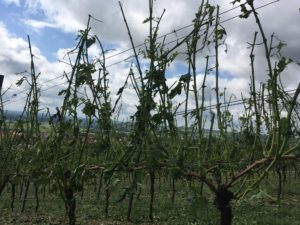 Johannes_Julg_vineyards_june_2018
