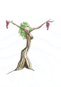 The vine beauty