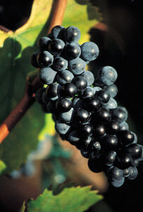 Pinot Noir drueklasen er meget kompakt, med næsten sorte bær. 