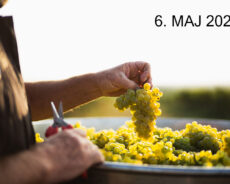 Smagning: Hvor står tysk Chardonnay?