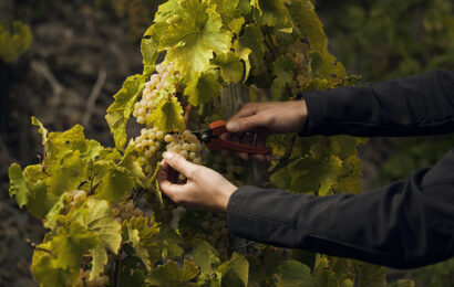 Mosel årgange i nyere tid