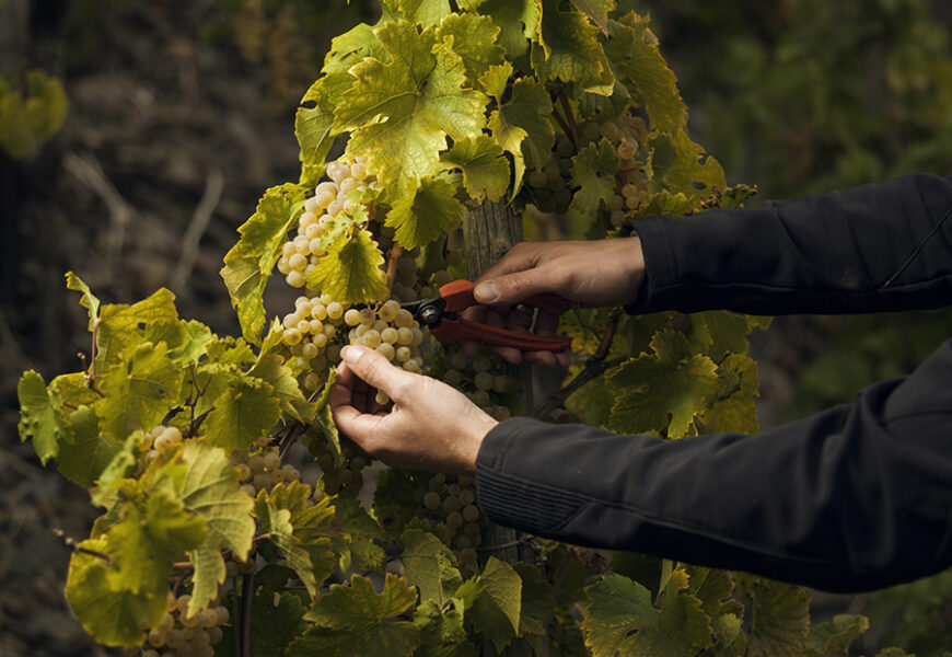 Mosel årgange i nyere tid Mosel årgange i nyere tid